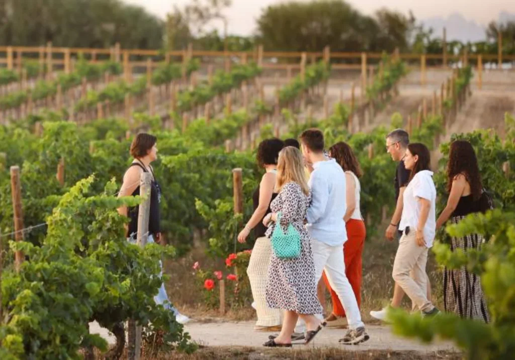 Group of people walking through vineyards at sunset during a wine tourism experience