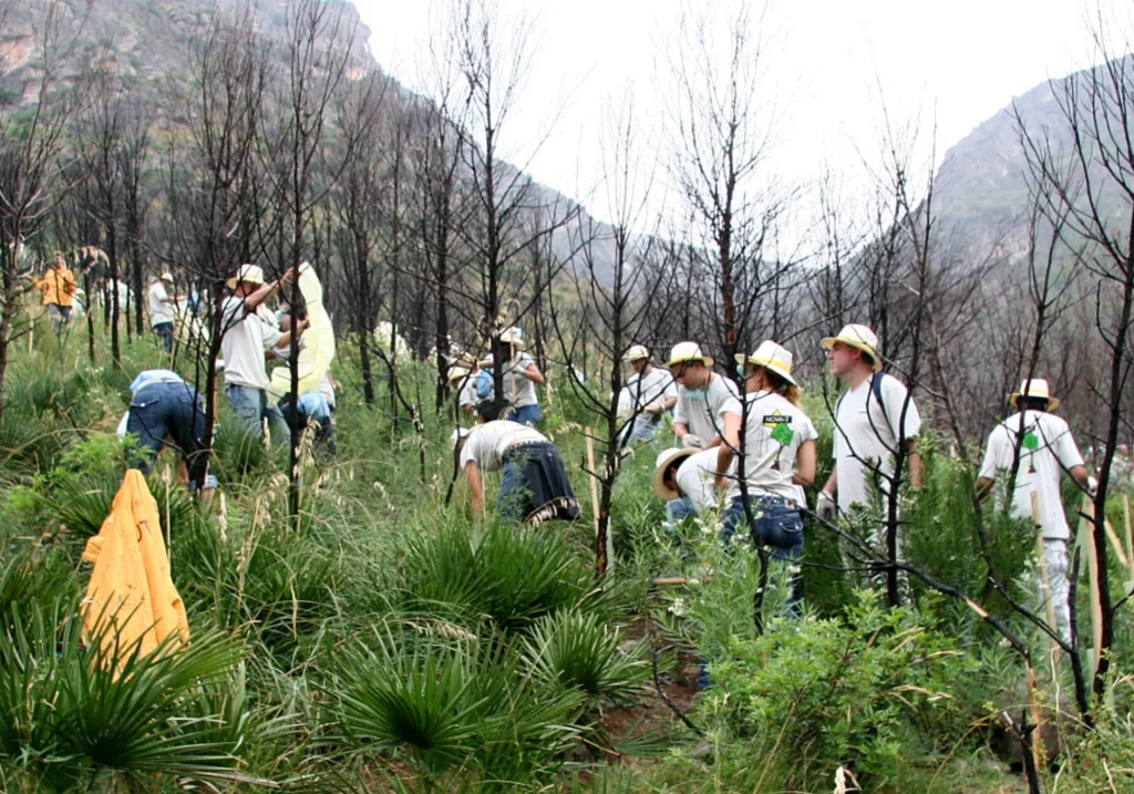 Volunteers replanting trees in a forest area affected by fire near Sitges