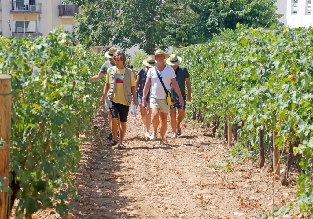Group of people strolling through urban vineyards in Sitges in summer